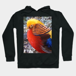 Golden Pheasant Hoodie